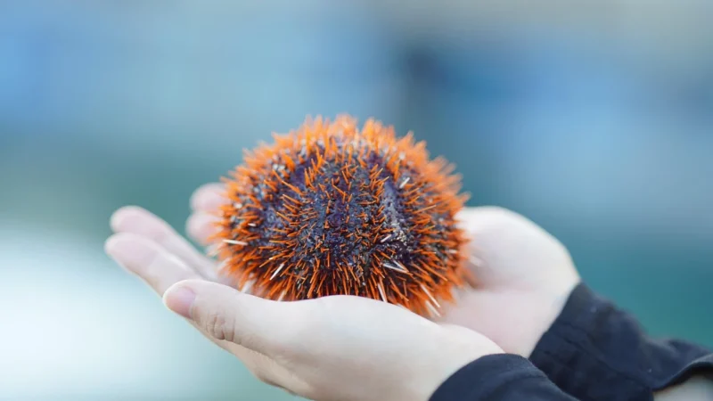 Delicacies of the Sea: A Gourmets Guide to Marine Culinary Treasures